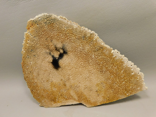 Petrified Palm Wood Stone Slab Rough Rock  Louisiana #O9