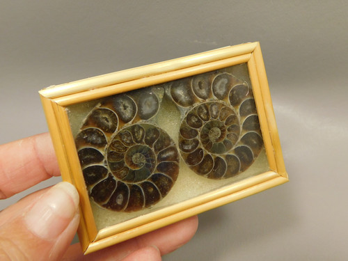 Ammonite Fossil 1.6 inch Polished Pair Collector Stocking Stuffer #O3