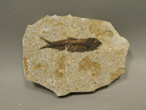 Fish Knightia Eocaena Fossil Lake Green River Wyoming #O9