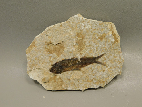Fish Knightia Eocaena Fossil Lake Green River Wyoming #O9