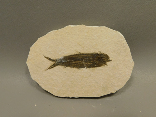 Fish Knightia Eocaena Fossil Lake Green River Wyoming #O1