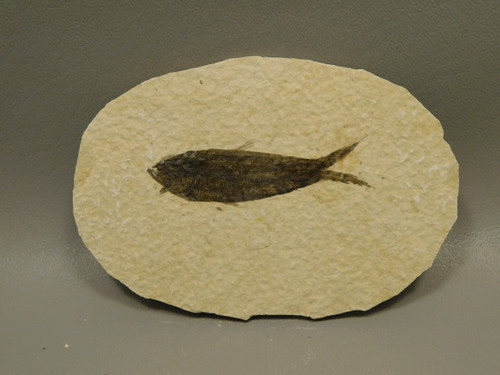 Fish Knightia Eocaena Fossil Lake Green River Wyoming #O2