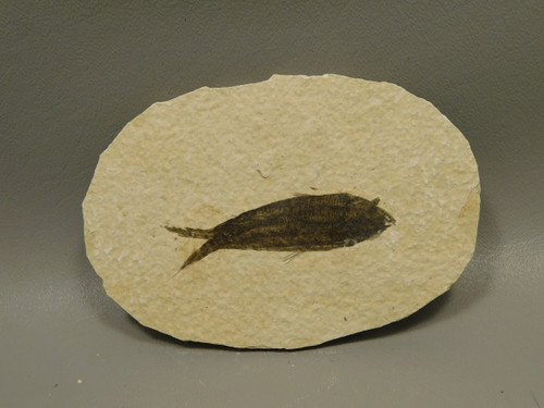 Fish Knightia Eocaena Fossil Lake Green River Wyoming #O2