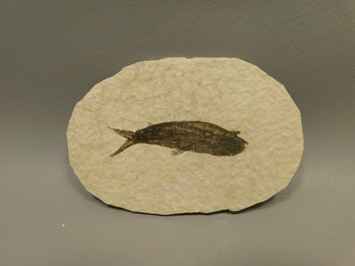 Fish Knightia Eocaena Fossil Lake Green River Wyoming #O4