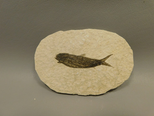 Fish Knightia Eocaena Fossil Lake Green River Wyoming #O4