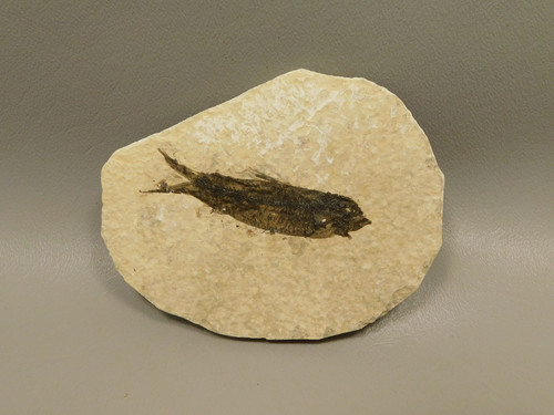 Fish Knightia Eocaena Fossil Lake Green River Wyoming #O8