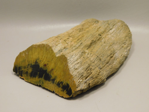Petrified Wood Polished Fossil Limb Henry Mountain Utah #O188-18