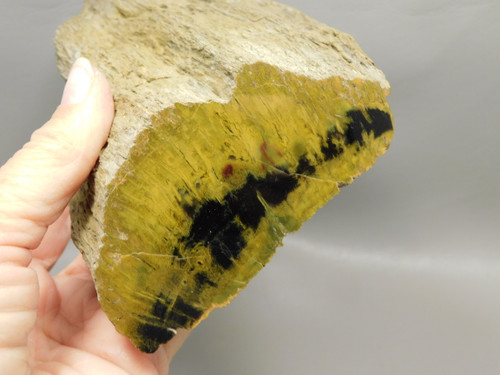 Petrified Wood Polished Fossil Limb Henry Mountain Utah #O188-18