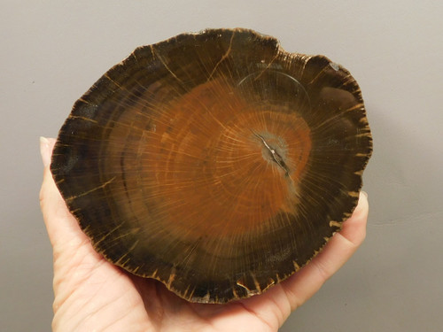 Petrified Wood Schilderia Round Polished Stump Arizona #O1