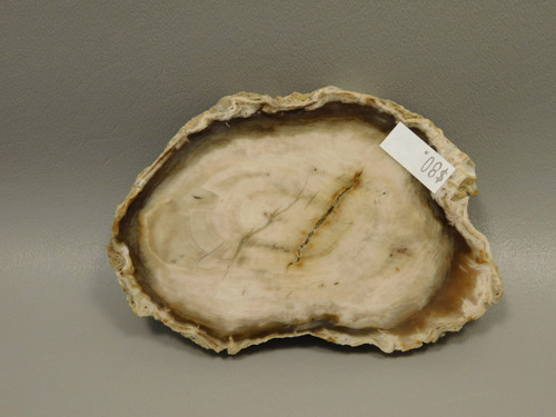 Petrified Wood Water Cypress Root Polished Round Slab Sunnyside #O13