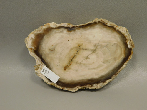 Petrified Wood Water Cypress Root Polished Round Slab Sunnyside #O13