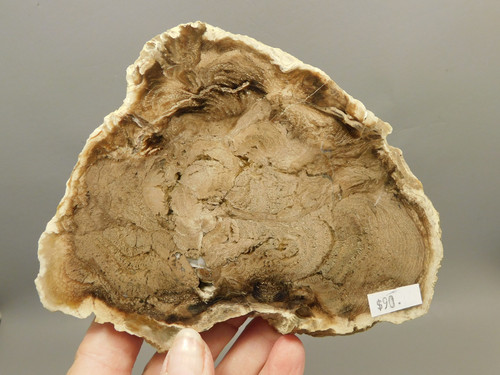 Petrified Wood Powder River Wyoming Polished Round Slab #O193-5