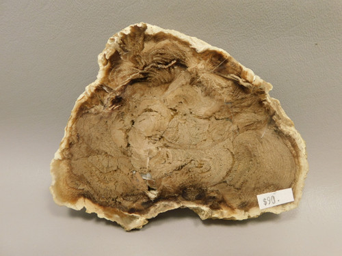 Petrified Wood Powder River Wyoming Polished Round Slab #O193-5