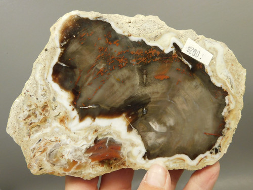 Petrified Wood RARE Polished Round Slab California #OCa2