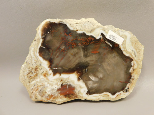 Petrified Wood RARE Polished Round Slab California #OCa2