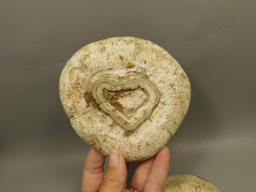 White Skin Brazilian Piranha Agate 2 Piece Polished Rock Heart #O30