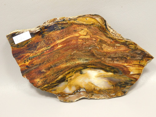 Petrified Wood Polished Slab Saddle Mountain Washington #O135-758