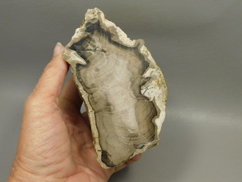 Petrified Wood Polished Stump Saddle Mountain Washington #O135-91