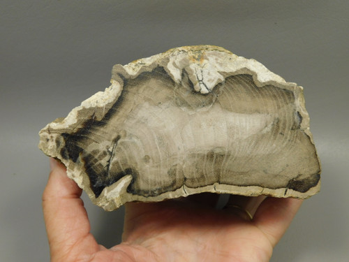 Petrified Wood Polished Stump Saddle Mountain Washington #O135-91