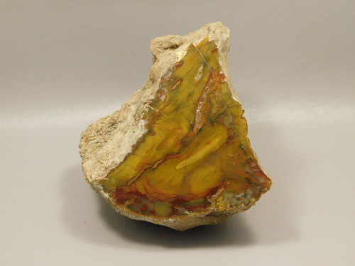 Petrified Wood Polished Fossilized Henry Mountain Utah #O188-1