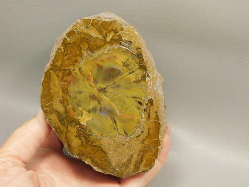 Petrified Wood Polished Round Stump Escalante Utah #O140-1