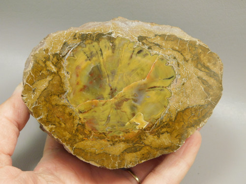 Petrified Wood Polished Round Stump Escalante Utah #O140-1