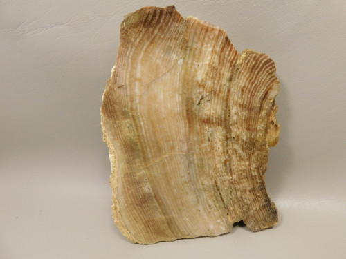 Petrified Wood Polished Chunk Yakima Canyon, WA #O134-1