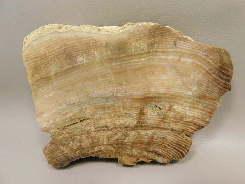 Petrified Wood Polished Chunk Yakima Canyon, WA #O134-1