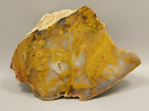 Petrified Wood Polished Piece Rock Grassy Mountain Oregon #O103