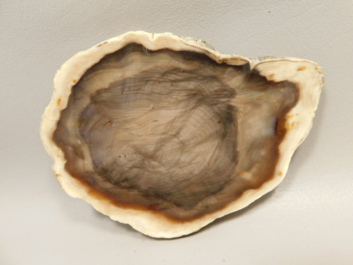 Petrified Wood Polished Round Yakima Canyon, WA #O134-2