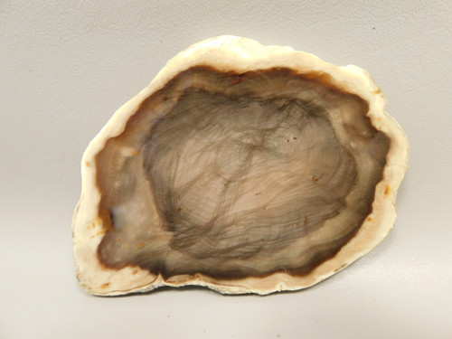 Petrified Wood Polished Round Yakima Canyon, WA #O134-2