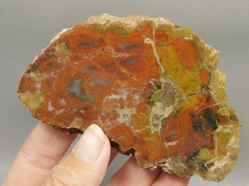 Petrified Wood Polished Round Circle Cliffs Utah #O141-134