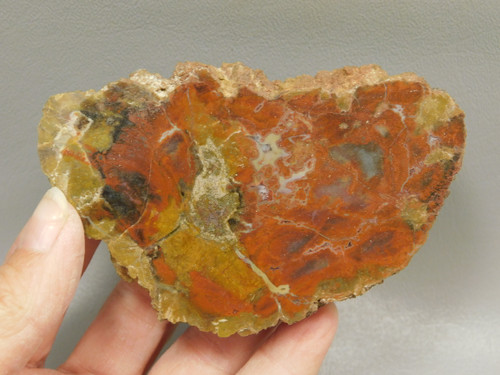 Petrified Wood Polished Round Circle Cliffs Utah #O141-134
