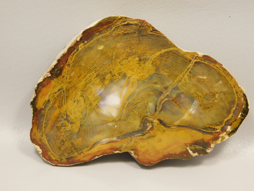 Petrified Wood Polished Round Rock Grassy Mountain Oregon #O139-1