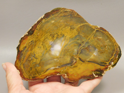 Petrified Wood Polished Round Rock Grassy Mountain Oregon #O139-1