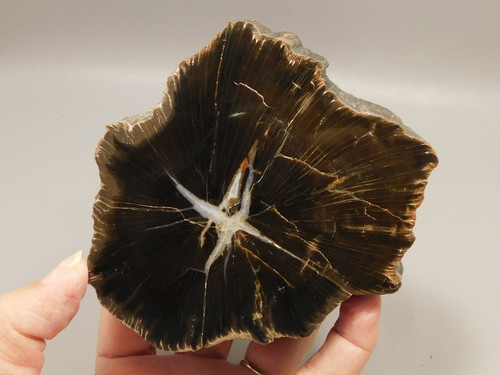 Petrified Wood Schilderia Round Polished Stump Arizona #O2