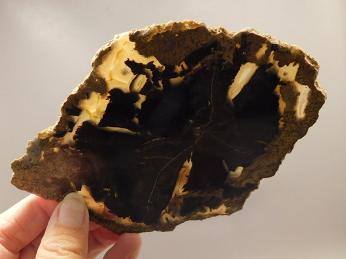 Eden Valley Petrified Wood Polished Round Oregon Buttes Wyoming #O128-19