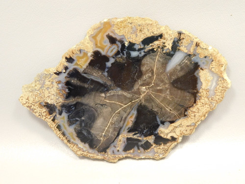 Eden Valley Petrified Wood Polished Round Oregon Buttes Wyoming #O128-19