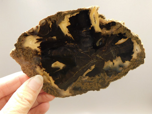 Eden Valley Petrified Wood Polished Round Oregon Buttes Wyoming #O128-1