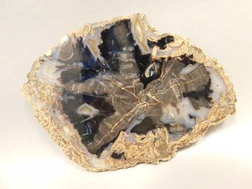 Eden Valley Petrified Wood Polished Round Oregon Buttes Wyoming #O128-1