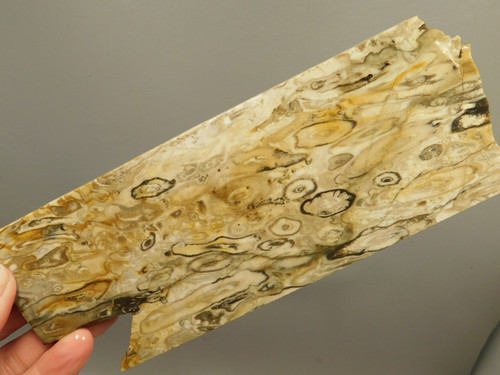 Petrified Palm Root Wood Unpolished Stone Slab Edison California #O1