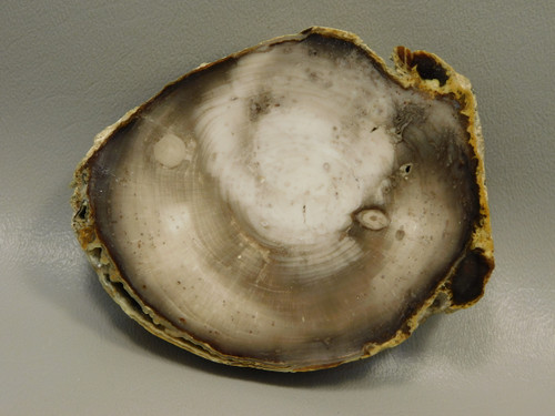 Petrified Wood Polished Round with Insect Borings Yakima, WA #O134-58