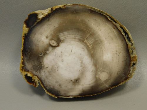 Petrified Wood Polished Round with Insect Borings Yakima, WA #O134-58