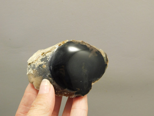 Petrified Wood Polished Limb Eden Valley Wyoming #OEVO1