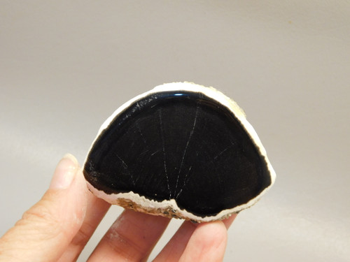 Petrified Wood Polished Limb Black Snake River Idaho #O2