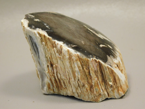 Petrified Wood Polished Limb Bruneau Woodpile Idaho #OBWO1