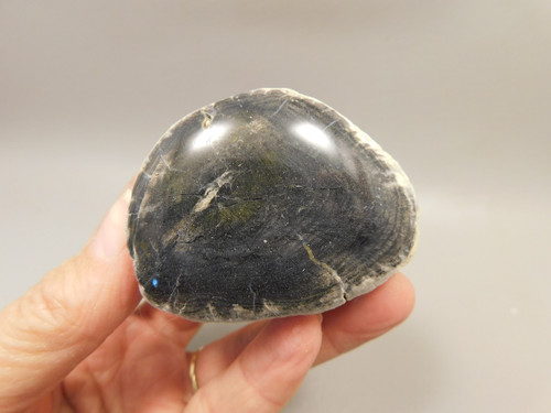 Petrified Wood Black Polished Limb Snake River Idaho #OSR3
