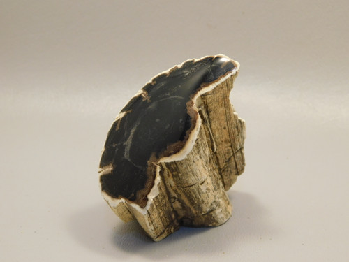 Petrified Wood Polished Limb Bruneau Woodpile Idaho #OBWO2