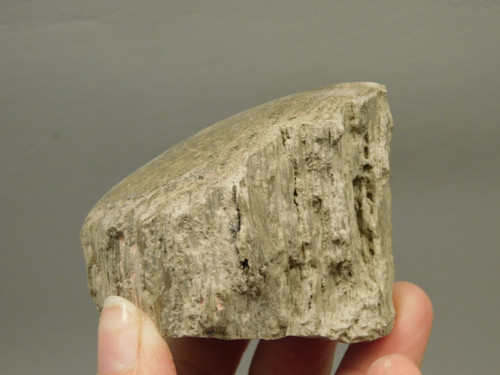 Petrified Wood Polished Limb Bruneau Woodpile Idaho #OBWO3