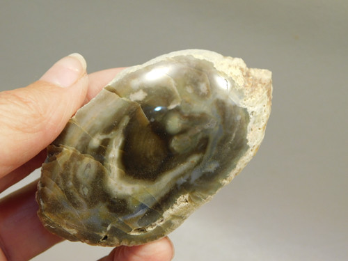 Petrified Wood Polished Limb Bruneau Woodpile Idaho #OBWO4